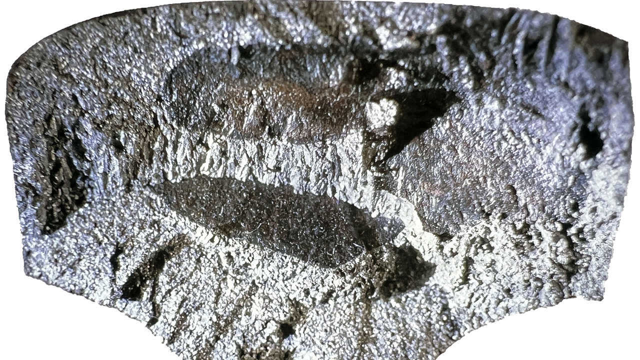 Figure 1. Transverse fatigue crack in a broken railroad rail. (Courtesy of Gary T. Fry.)