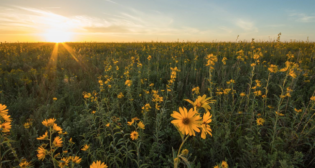 Clymer Meadow Preserve, located northeast of Dallas, Tex., contains some of the largest and most diverse remnants of the Blackland Prairie and is part of a larger conservation area owned by The Nature Conservancy. (Caption and Photograph Courtesy of UP. Photo Credit: Jacqueline Ferrato, TNC)