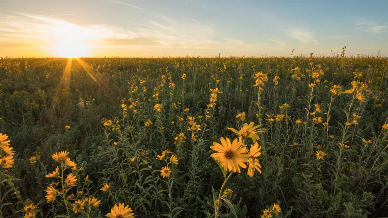 Clymer Meadow Preserve, located northeast of Dallas, Tex., contains some of the largest and most diverse remnants of the Blackland Prairie and is part of a larger conservation area owned by The Nature Conservancy. (Caption and Photograph Courtesy of UP. Photo Credit: Jacqueline Ferrato, TNC)