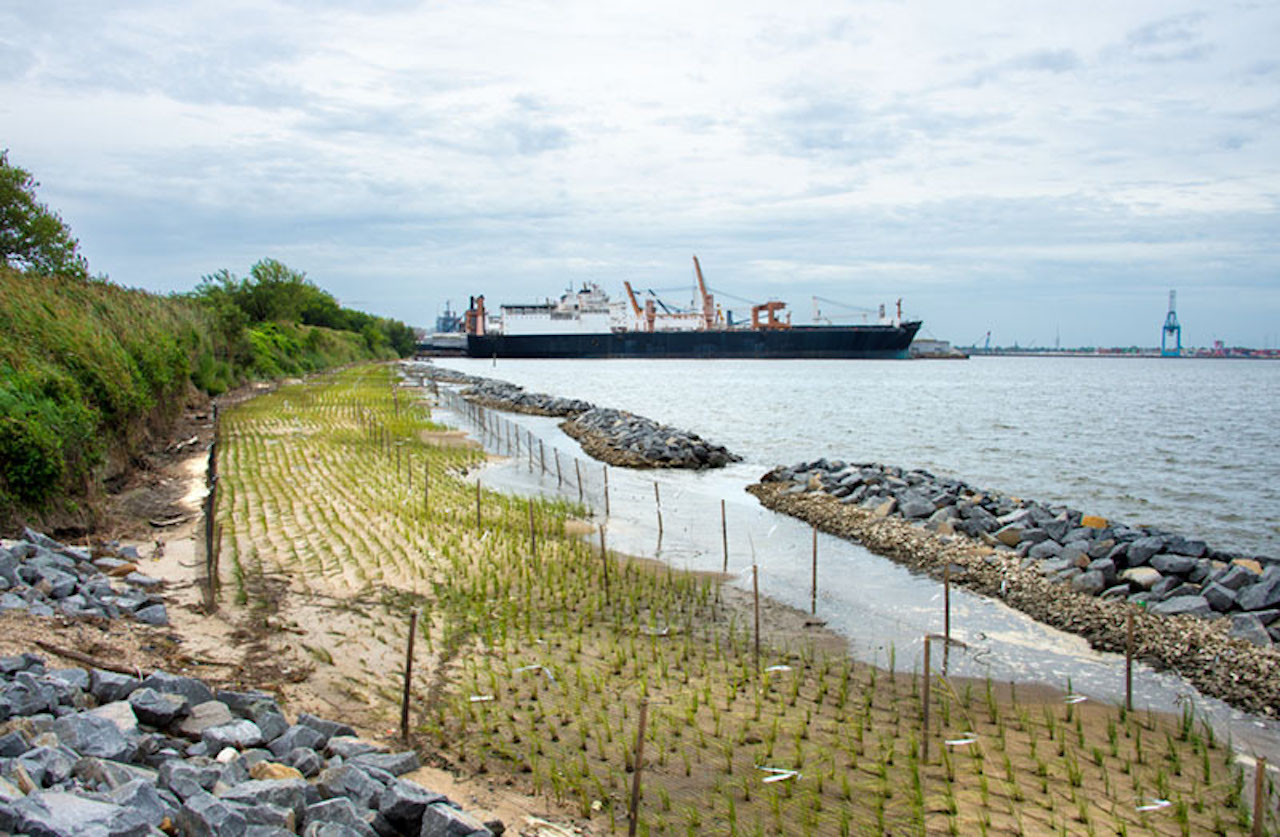 Living shoreline restoration project at Lamberts Point.